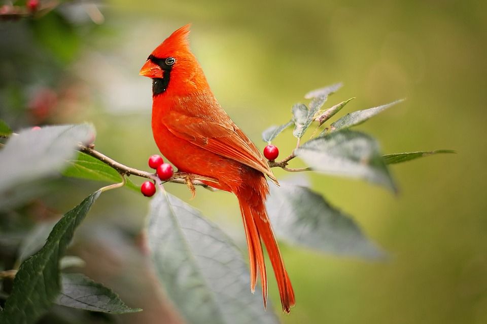 Ilustrasi burung warna merah