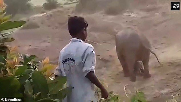Penduduk mendekati bayi gajah.