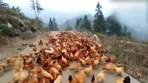 Unik, Peternak Tiongkok Gunakan Cara Ini untuk Kumpulkan Semua Ayamnya