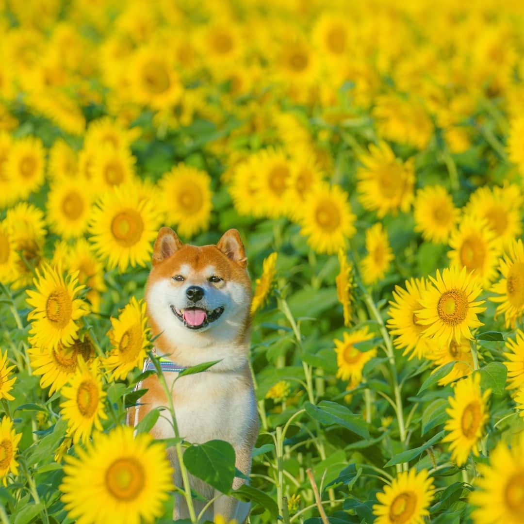 Lucunya Hachi Shiba Inu Yang Jadi Model Foto Di Kebun Bunga Di