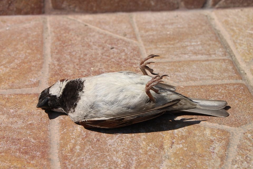 Ilustrasi burung mati