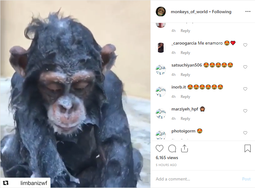 Baru 5 jam, video monyet sedang mandi ini sudah dilihat hingga 6 ribuan orang. 