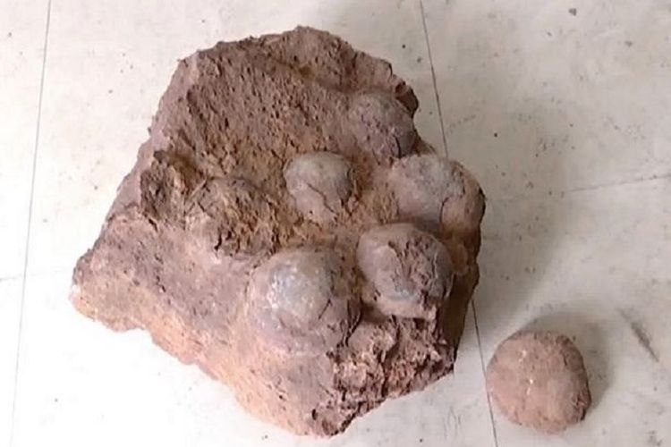 Fosil telur yang ditemukan 4 mahasiswa di China saat jalan-jalan