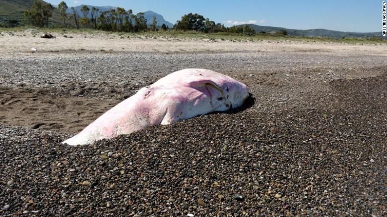 Paus Sperma terdampar di pantai Italia.