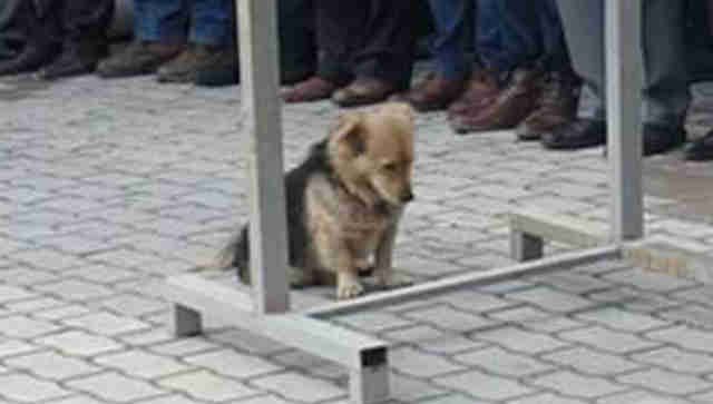 Video Mengharukan, Anjing Setia Ini Kunjungi Makam Pemiliknya Setiap Hari