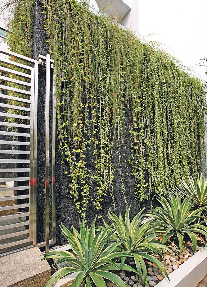 Tanaman rambat yang menjuntai panjang cantik menghiasi tembok pagar yang tinggi. Pilih tanaman rambat yang berdaun kecil agar tampilan lebih seimbang.