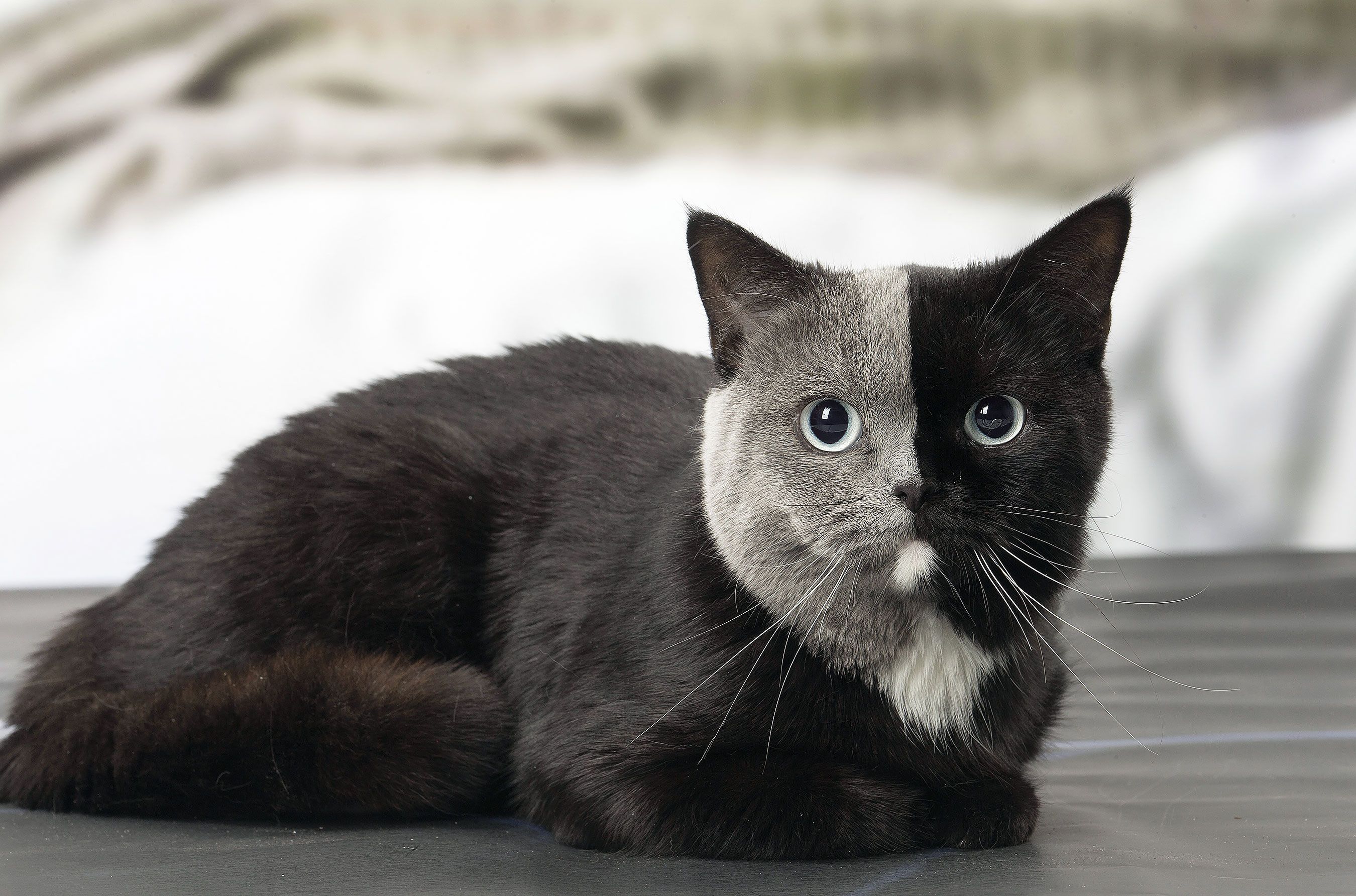 Video Kucing Tercantik di Dunia, Berzodiak Gemini dan Miliki Dua Wajah!