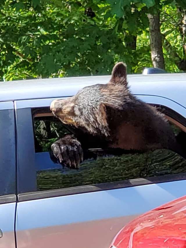 Aksi Keluarga Beruang yang Mengambil Alih Sebuah Mobil Tertangkap Kamera, Ini Videonya!