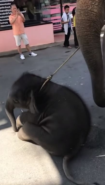 Kasihan Banget, Bayi Gajah Ini Sampai Pingsan Karena Kelelahan Setelah Dipaksa Berjalan Bersama Ibunya Demi Turis