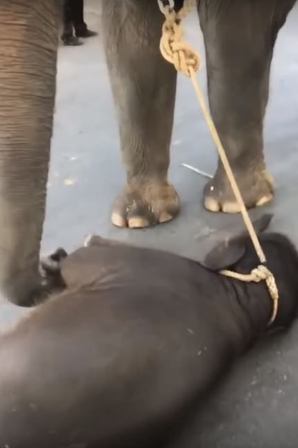 Kasihan Banget, Bayi Gajah Ini Sampai Pingsan Karena Kelelahan Setelah Dipaksa Berjalan Bersama Ibunya Demi Turis