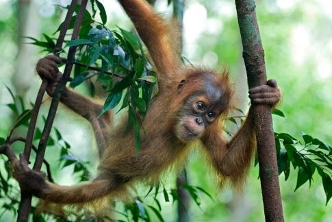 7 Spesies Hewan yang Kini Terancam Punah di Malaysia