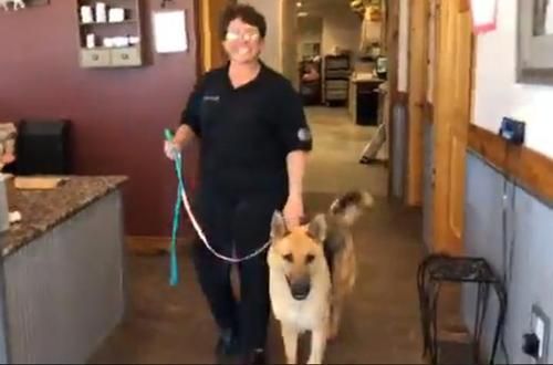 Dua Tahun Setelah Dicuri, Anjing Ini Tempuh Perjalanan 2.000 Mil untuk Pulang, Ini Video Kisah Serunya!