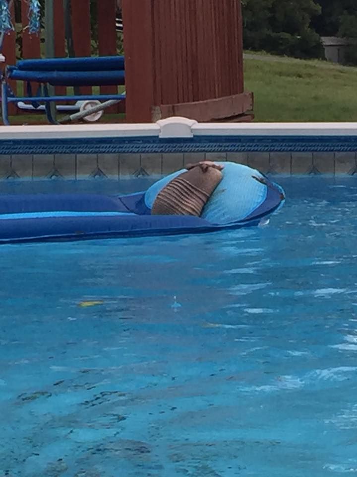 Armadillo Bersantai di Kolam Renang Saat Cuaca Panas, Ini Videonya!