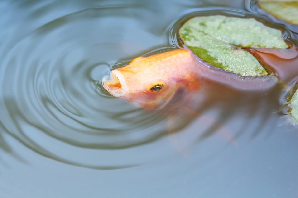 Cara Nak Buat Karen Ikan Dgn Betul