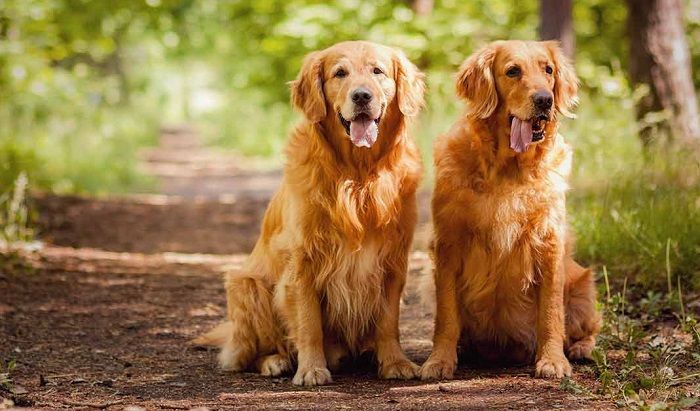 Golden Retriever adalah anjing trah yang mulanya dibiakkan sebagai anjing pemburu untuk mengambil burung hasil buruan yang sudah ditembak.