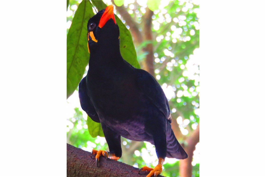 36+ Burung beo nias dilindungi terbaru