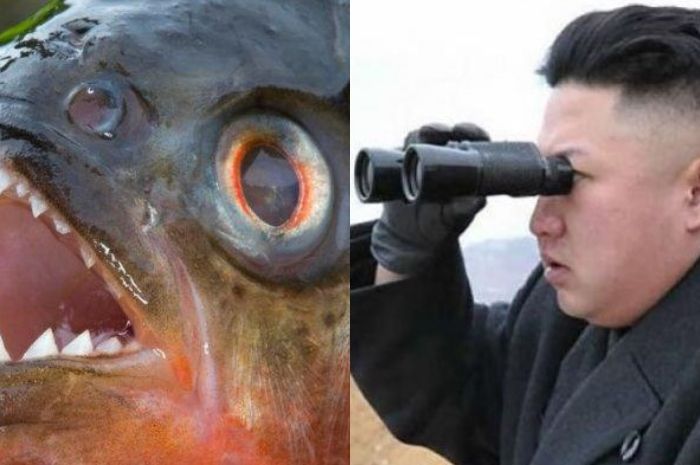 Ikan piranha dan Kim Jong Un