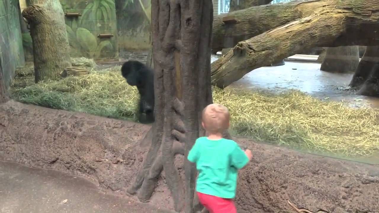 Momen Anak Kecil Bermain dengan Bayi Gorila Terekam dalam Video Ini, Menggemaskan!