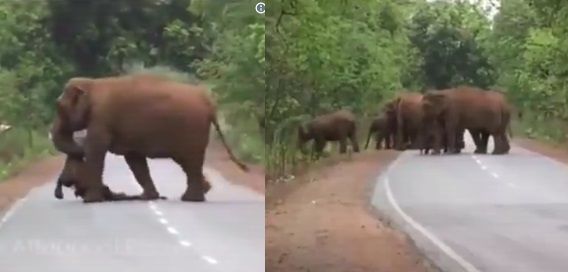 Viral video memilukan kawanan gajah yang melakukan ritual pemakaman. 