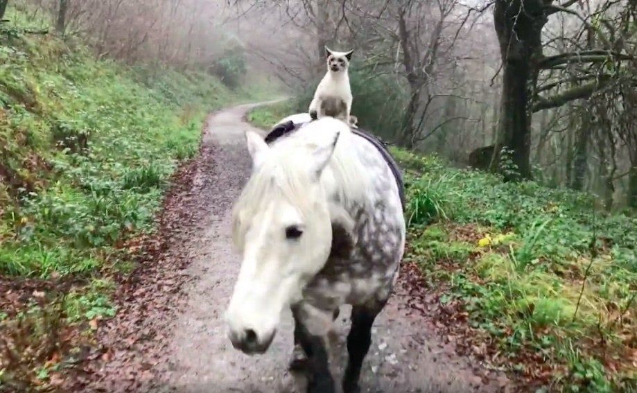 Jarang Terjadi, Lihat Video Lucunya Persahabatan Dua Hewan yang Berbeda Ini