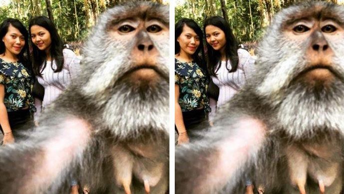 Monyet di Monkey Forest Ubud berfoto selfie dengan wisatawan.