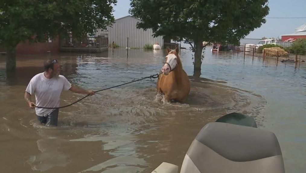 Pahlawan di Tengah Bencana, Lihat Kisah Penyelamatan Kuda yang Terjebak Banjir Ini