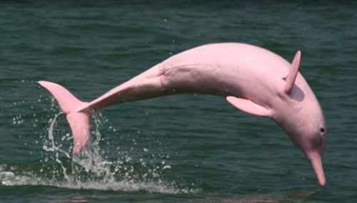 Momen Lumba-lumba Berwarna Langka Tengah Berenang Ini Berhasil Tertangkap Kamera, Ini Videonya!