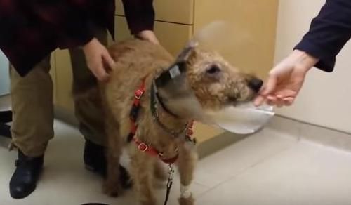 Anjing Buta Ini Berhasil Melihat Kembali Setelah Operasi, Video Ini Tangkap Momen Indah Ketika Pertama Kali Melihat Keluarganya!