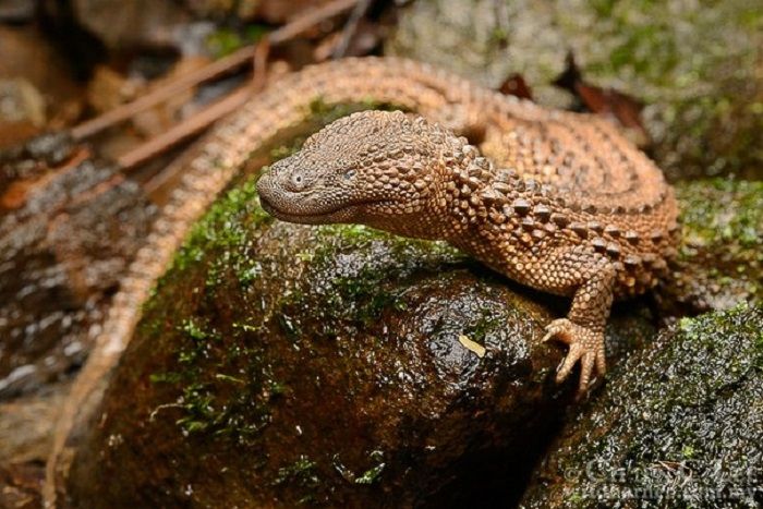Biawak Tak Bertelinga Menjadi Fosil Hidup Endemik Dari Kalimantan