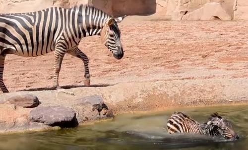 Momen Zookepers Selamatkan Bayi Zebra yang Tenggelam Terekam dalam Video Ini!