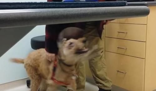 Anjing Buta Ini Berhasil Melihat Kembali Setelah Operasi, Video Ini Tangkap Momen Indah Ketika Pertama Kali Melihat Keluarganya!