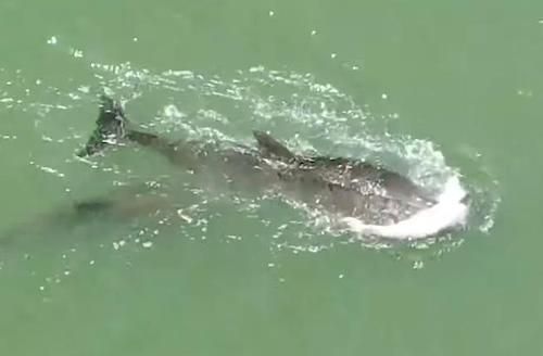 Video Menyentuh Hati, Lumba-lumba Ini Tak Mau Lepaskan Anaknya yang Mati