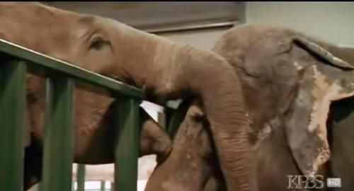 Gajah Sirkus yang Telah Diselamatkan Bersatu Kembali Setelah 22 Tahun,  Momen Haru Reuninya Terekam dalam Video Ini!
