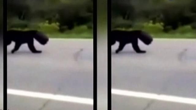 Video Pahlawan yang Selamatkan Beruang dengan Ember Nyangkut di Kepalanya