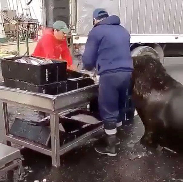 Tak Perlu Menunggu Mangsa, Lihat Tingkah Lucu Singa Laut yang Datang ke Pasar Ikan untuk Cari Makanan di Video Ini!