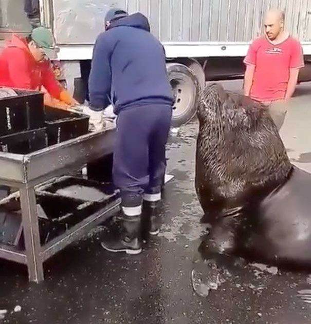 Tak Perlu Menunggu Mangsa, Lihat Tingkah Lucu Singa Laut yang Datang ke Pasar Ikan untuk Cari Makanan di Video Ini!