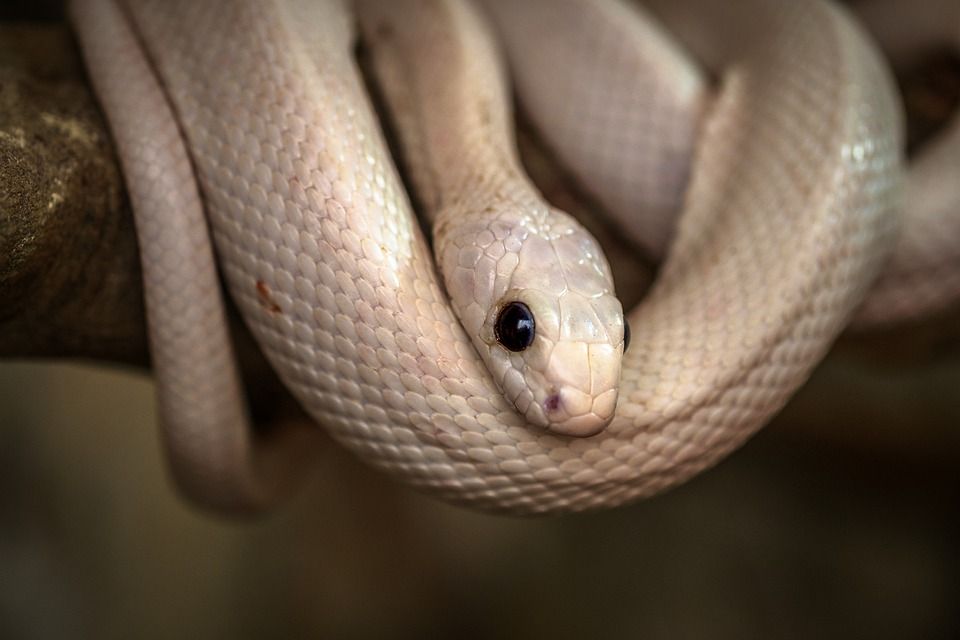 ilustrasi ular