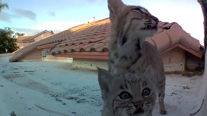 Penasaran dengan 'Penghuni' Atap Rumahnya, Pria Ini Berhasil Rekam Video Kucing Hutan Menggemaskan