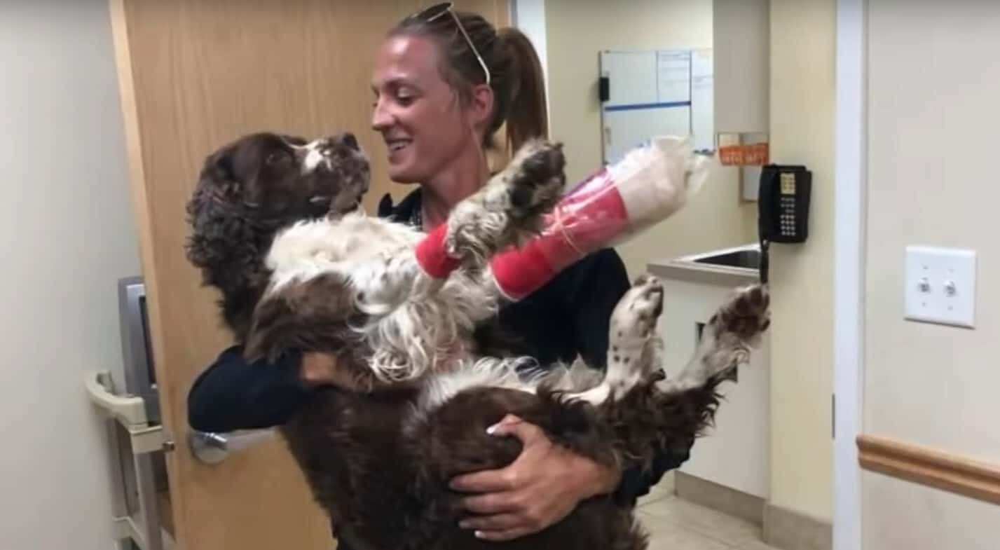 Video Kisah Wanita yang Selamatkan Nyawa Anjing dengan Menggendongnya Selama Enam Jam untuk Turun Gunung