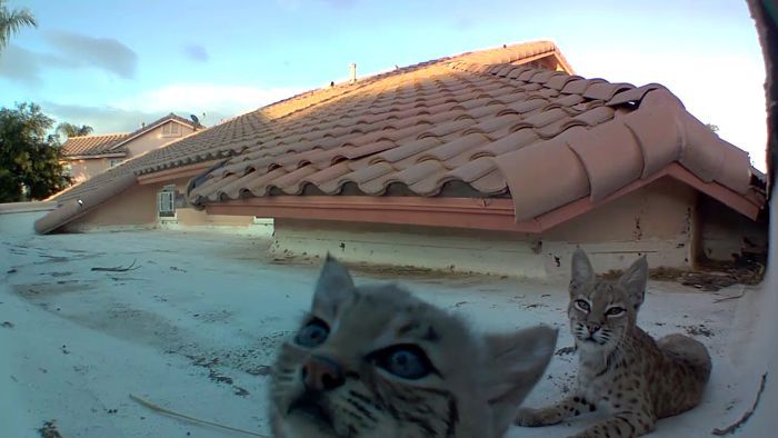 Penasaran dengan 'Penghuni' Atap Rumahnya, Pria Ini Berhasil Rekam Video Kucing Hutan Menggemaskan