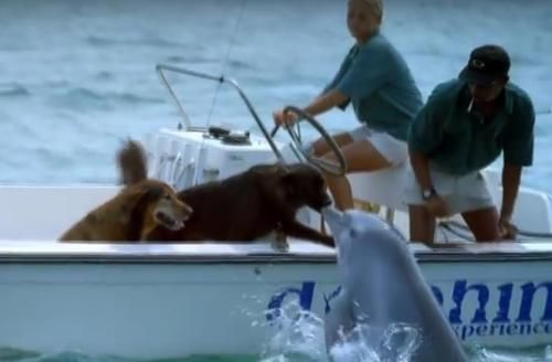 Momen Manis Lumba-lumba Muncul ke Permukaan Demi Cium Anjing Terekam dalam Video Ini!