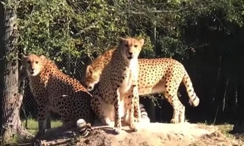Lucunya 7 Bayi Cheetah yang Baru Lahir Ini, Intip Videonya!