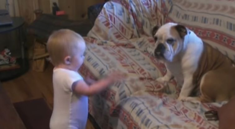 Video Bayi Sedang Beri 'Ceramah' Pada Anjingnya Ini Pasti Membuat Siapa Saja Tertawa
