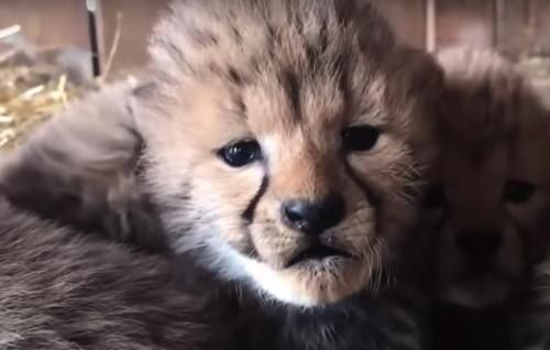 Lucunya 7 Bayi Cheetah yang Baru Lahir Ini, Intip Videonya!