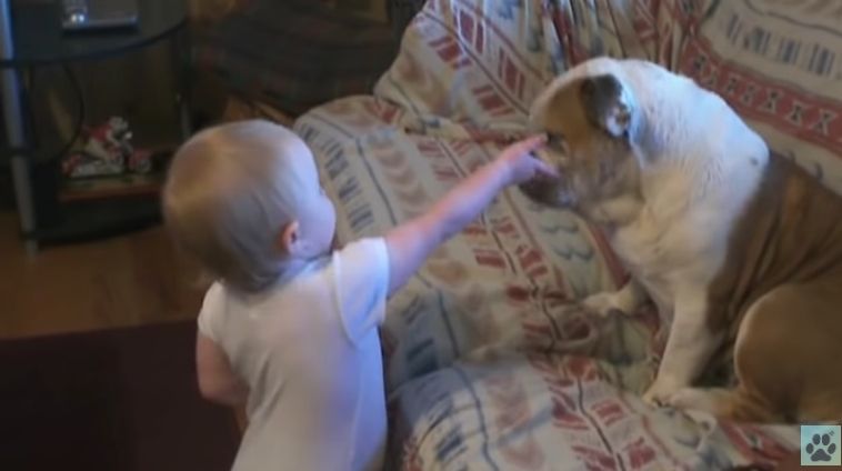 Video Bayi Sedang Beri 'Ceramah' Pada Anjingnya Ini Pasti Membuat Siapa Saja Tertawa