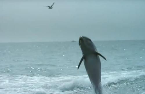 Momen Manis Lumba-lumba Muncul ke Permukaan Demi Cium Anjing Terekam dalam Video Ini!