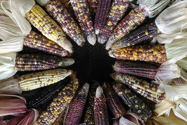 Jagung warna-warni yang berhasil dibudidayakan petani asal Cianjur, Jawa Barat