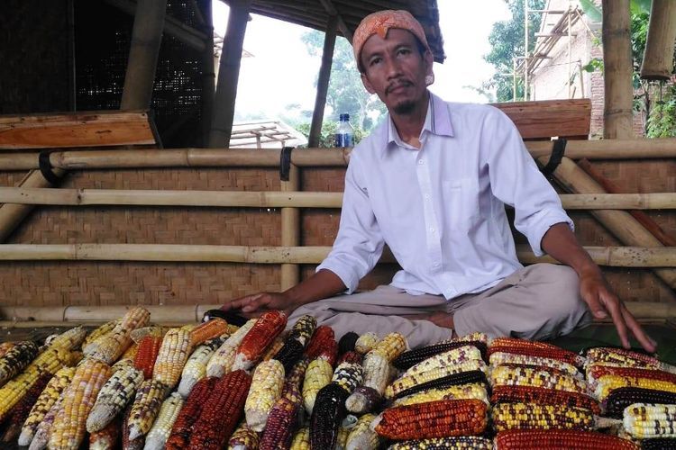 Luki Lukmanulhakim, petani yang berhasil budidayakan jagung warna-warni