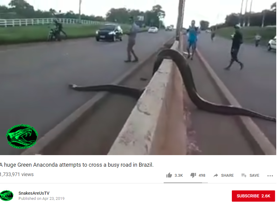 Video ular anaconda saat melewati pembatas jalan. 