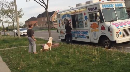 Video Gemasnya Anjing Mengantri dengan Sabar Demi Es Krim Favoritnya